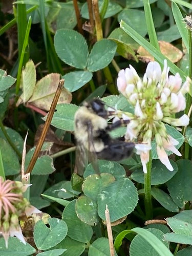 Hummel — Bild 1