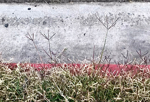 Hundszahngras — Bild 3