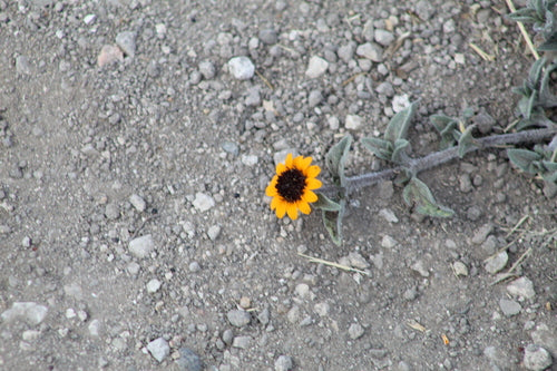 Husarenknoepfchen — Bild 5