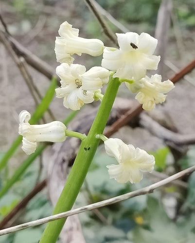 Hyazinthe — Bild 5