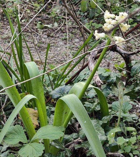 Hyazinthe — Bild 4