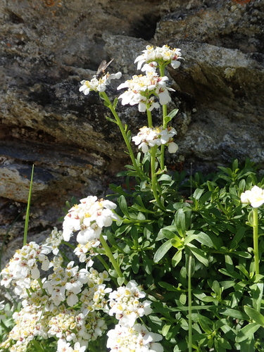 Immergruene Schleifenblume — Bild 2
