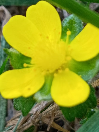 Indische Scheinerdbeere — Bild 3