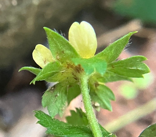 Indische Scheinerdbeere — Bild 5