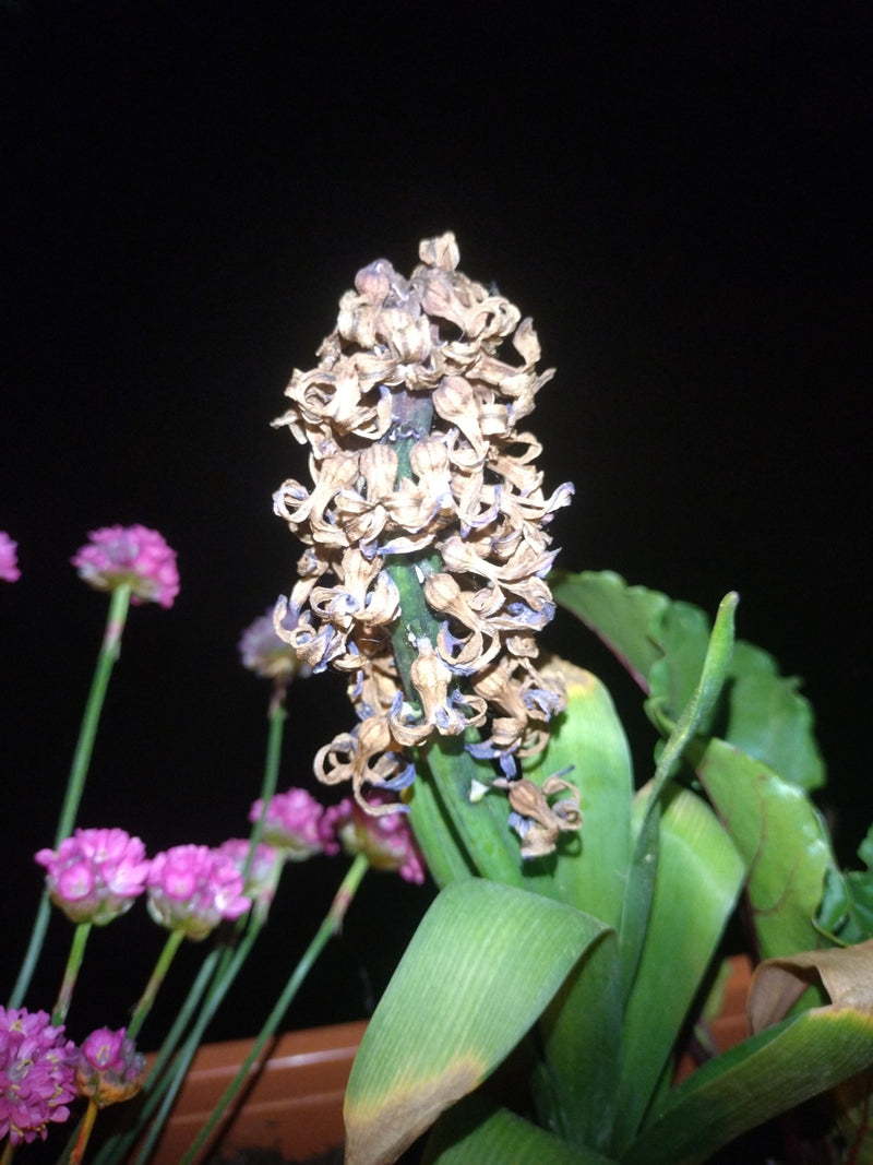 Hyazinthe — Bild 3