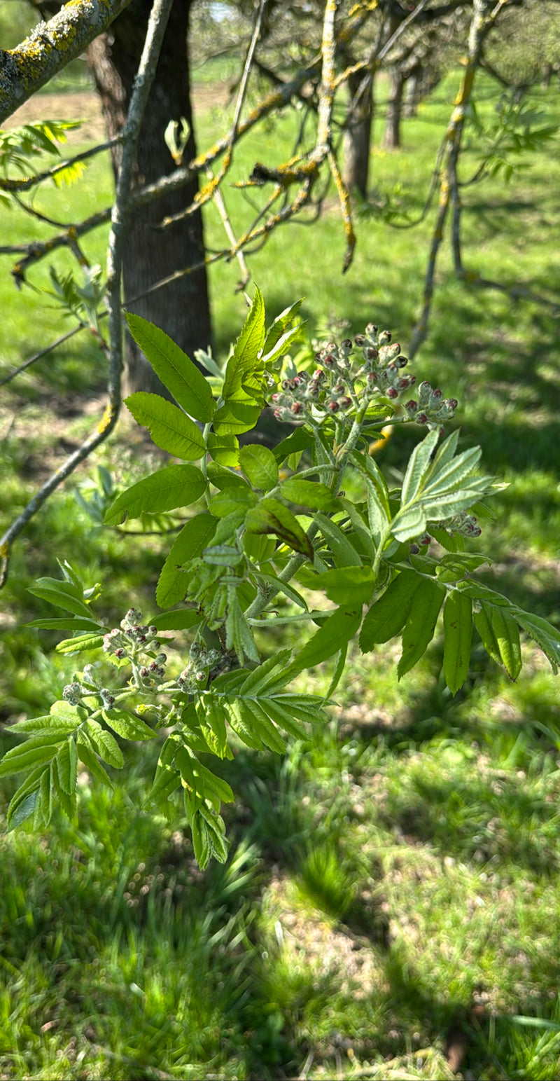 Eberesche — Bild 5