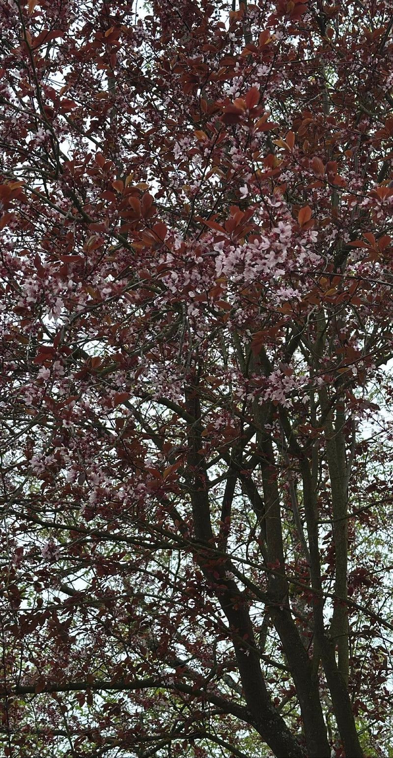 Kirschpflaume — Bild 1
