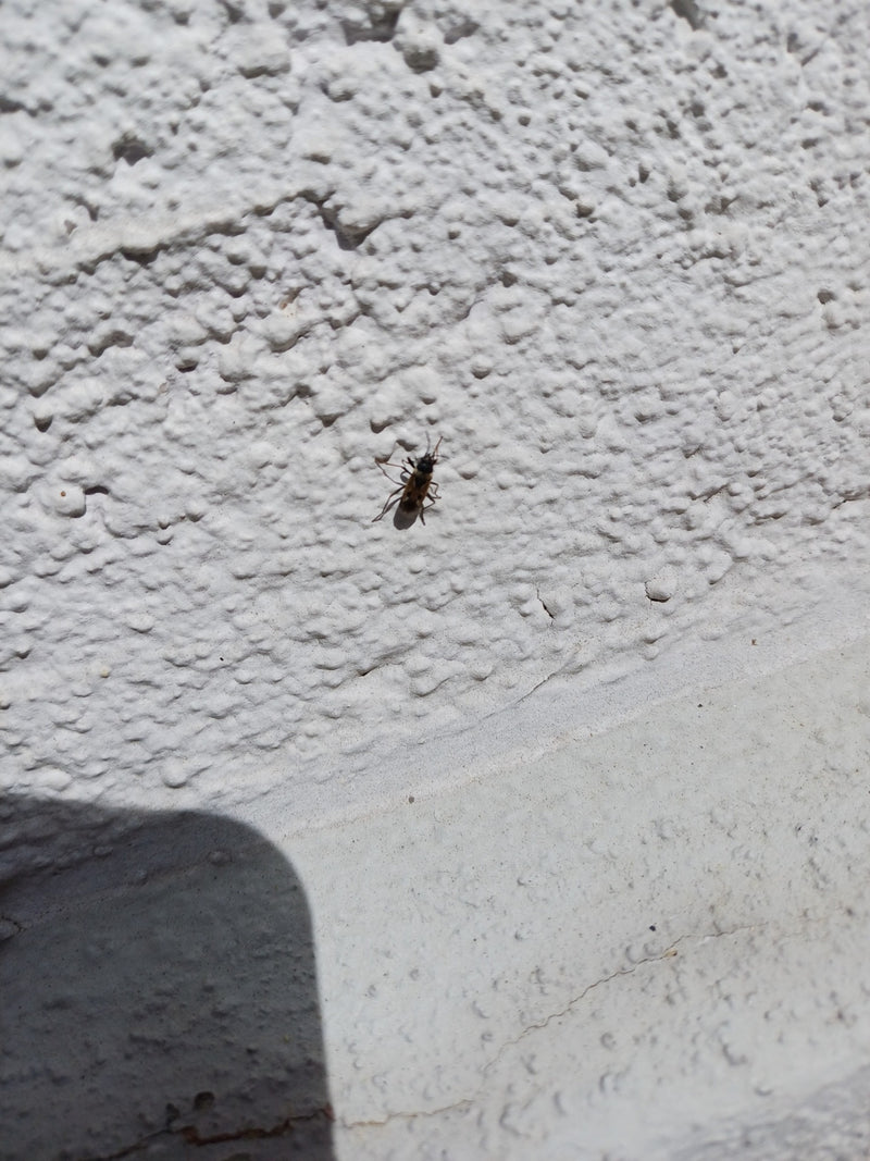 Rhyparochromus Pini — Bild 2