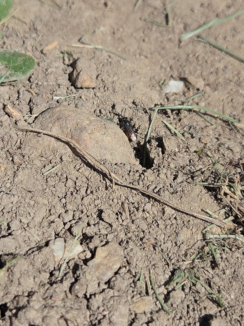 Schwarzgraue Wegameise — Bild 1