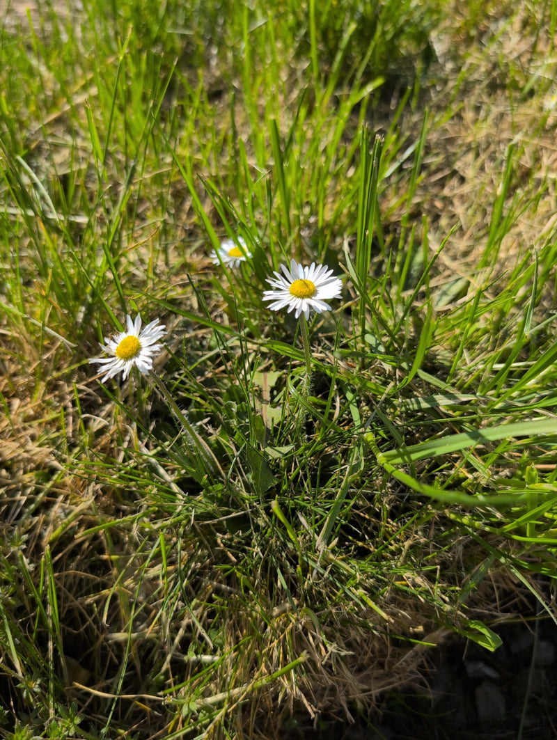 Tausendschoen — Bild 5