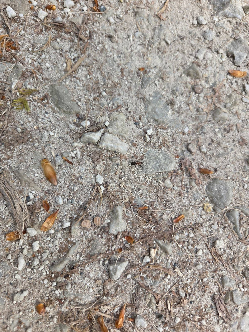 Rote Waldameise — Bild 4