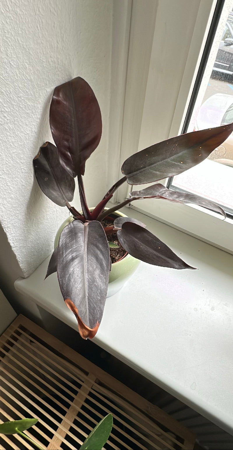 Roter Baumfreund (Sorte 'Black Cardinal') — Bild 5