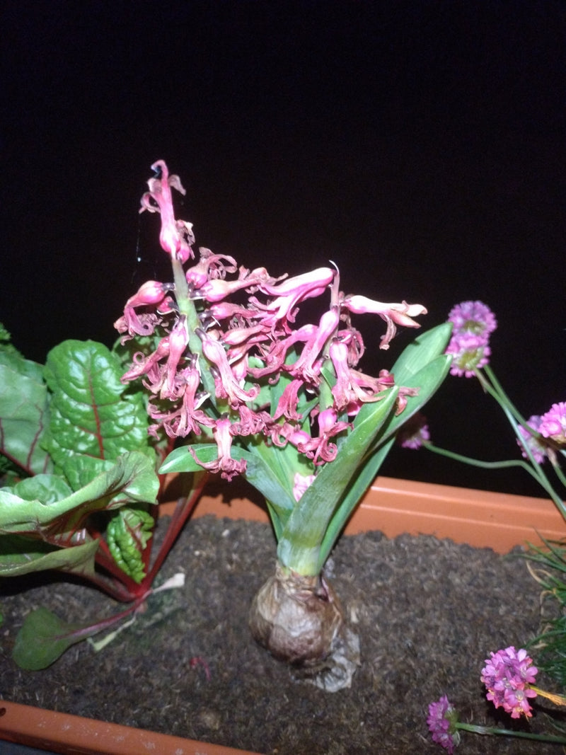 Hyazinthe — Bild 2