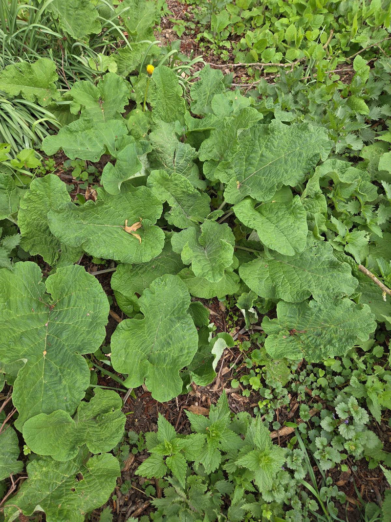 Große Klette — Bild 5