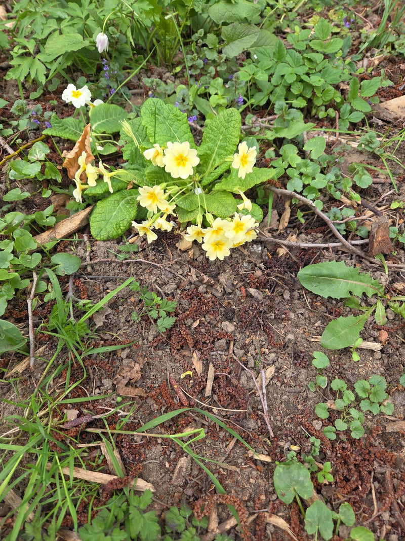 Stängellose Schlüsselblume — Bild 1