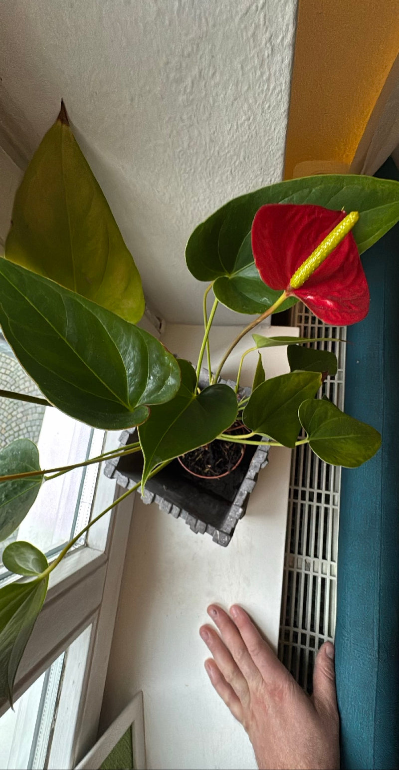 Große Flamingoblume — Bild 1