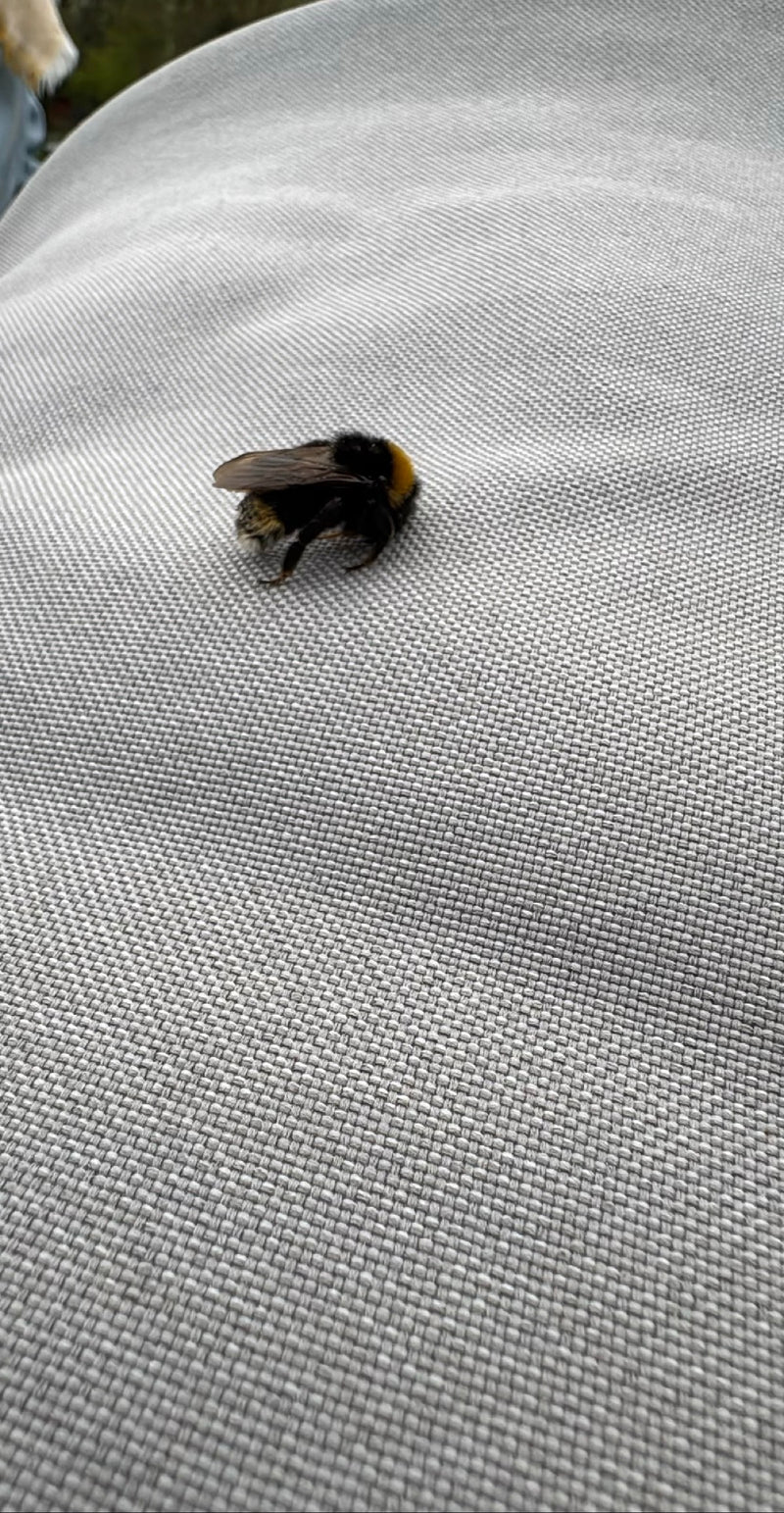 Dunkle Erdhummel — Bild 2