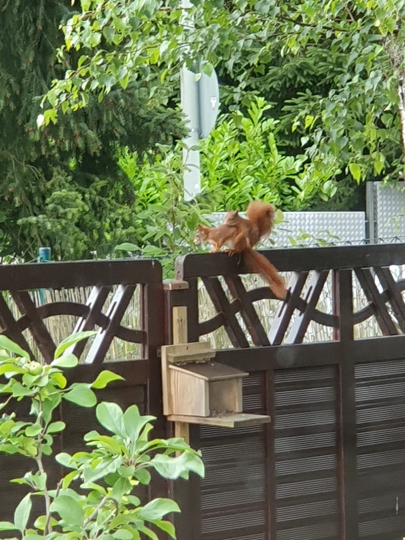 Europäisches Eichhörnchen — Bild 3