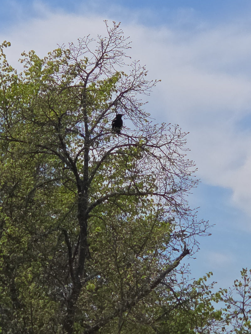 Eine Rabenkrähe sitzt in den oberen Zweigen eines laubbedeckten Baumes. Im Hintergrund ist ein heller Himmel zu sehen.