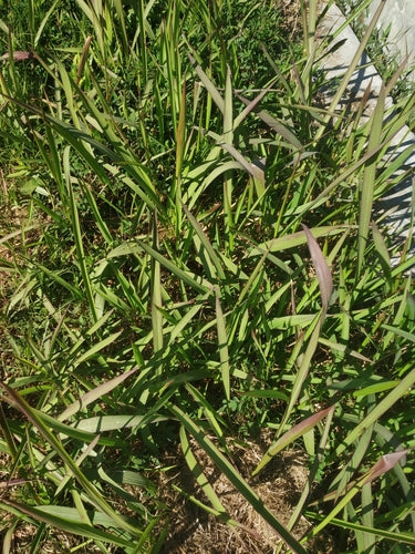 Japanisches Blutgras — Bild 3