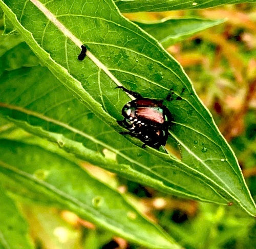 Japankäfer — Bild 1