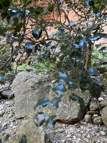Johannisbrotbaum — Bild 2