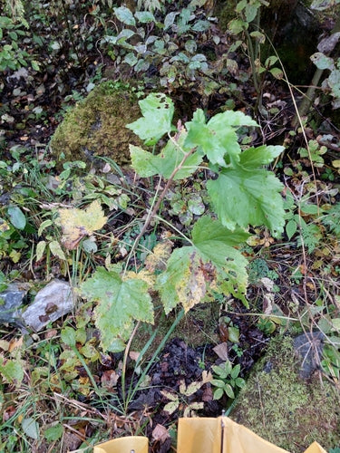 Jostabeere — Bild 5