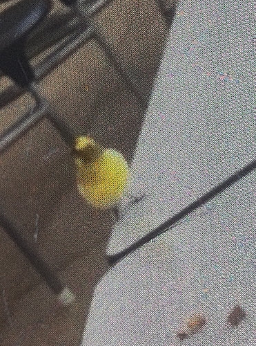 Kanarienvogel — Bild 4