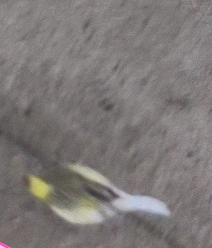 Kanarienvogel — Bild 3