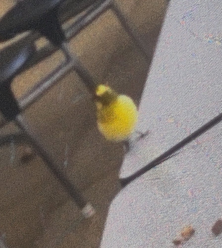 Kanarienvogel — Bild 2
