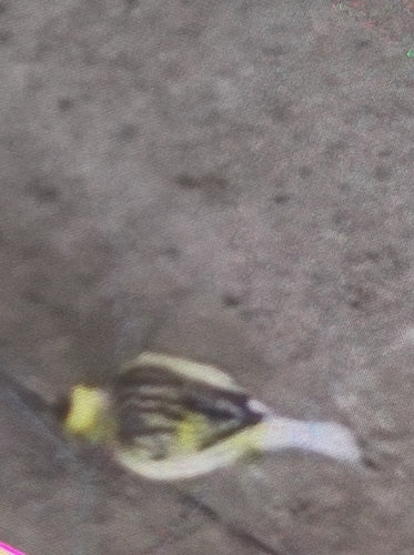 Kanarienvogel — Bild 1