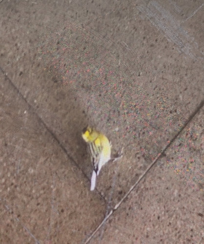 Kanarienvogel — Bild 5