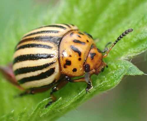 Kartoffelkäfer — Bild 3