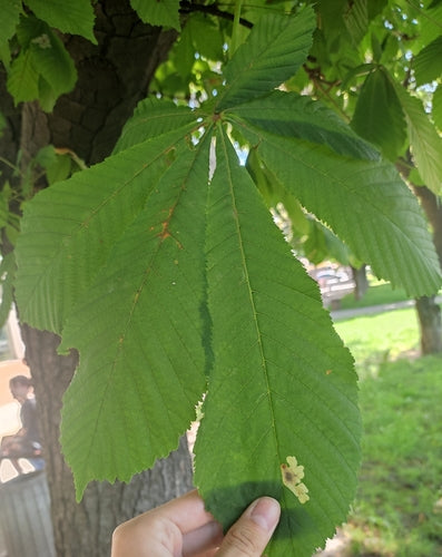 Kastanienminiermotte — Bild 5