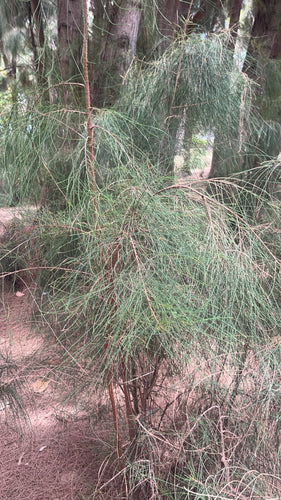 Kasuarinen-Baum — Bild 3