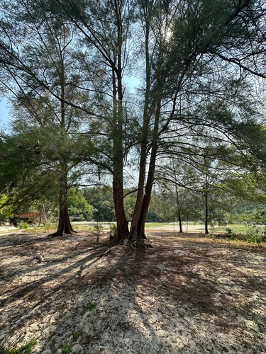Kasuarinen-Baum — Bild 2