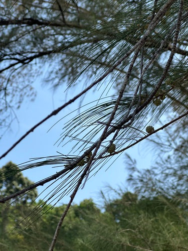 Kasuarinen-Baum — Bild 1