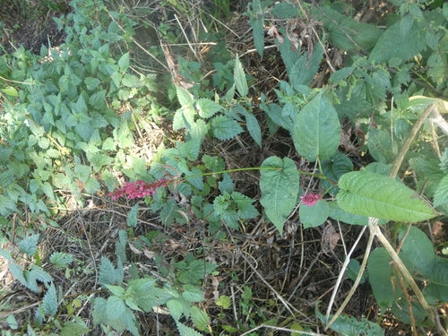 Kerzenknoeterich — Bild 2