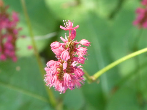 Kerzenknoeterich — Bild 5