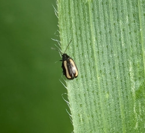 Kleiner gestreifter Kohlerdfloh — Bild 5