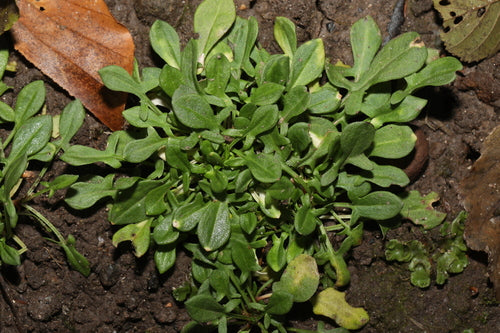 Kleiner Sauerampfer — Bild 4