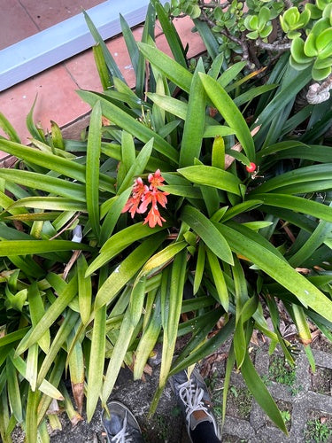 Klivie — Bild 3
