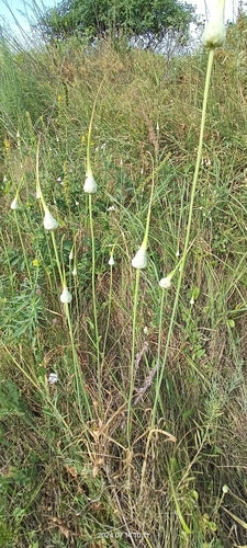 Knoblauch — Bild 4