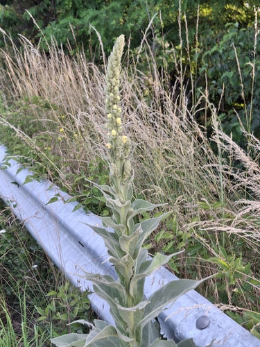 Koenigskerze — Bild 5