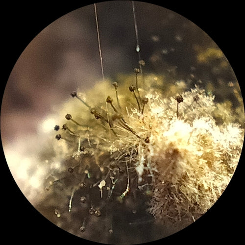 Köpfchenschimmel — Bild 5