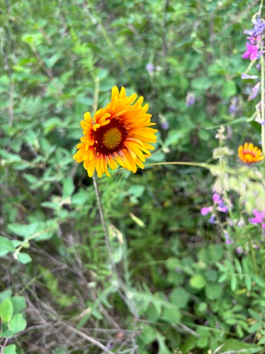 Kokardenblume — Bild 1