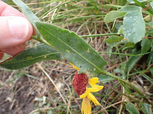 Kokardenblume — Bild 5