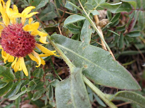 Kokardenblume — Bild 4