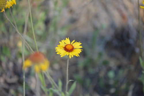 Kokardenblume — Bild 3