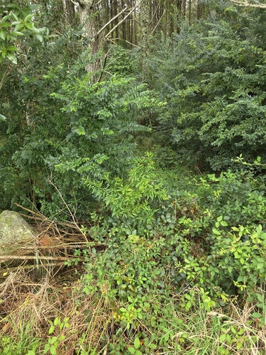 Korallenstrauch — Bild 5
